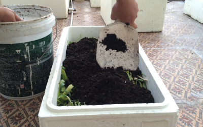 Cách ủ phân hữu cơ trong thùng xốp đơn giản tại nhà