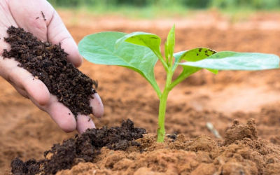 PHÂN BÓN HỮU CƠ CHO RAU ĂN LÁ – GIẢI PHÁP AN TOÀN, NĂNG SUẤT VÀ BỀN VỮNG